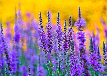 展品只需要考虑如何复活 馆长要考虑的可就多了