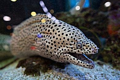 曝《生化危机》系列将推出数字版登陆Switch2